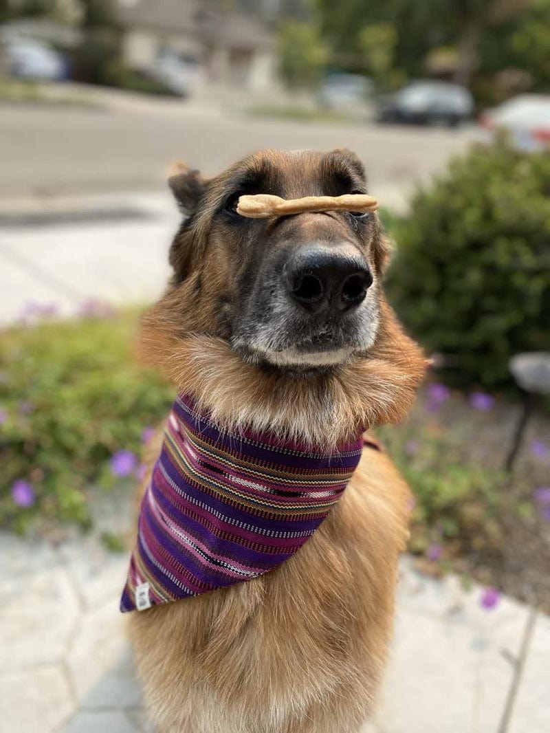 Dog Bandana by Sam & Nala, Handmade in Guatemala for Large, Medium and Small Dogs, Express Your Pup’S Personality with Double-Layered and Custom-Cut Bandanas, Washing Machine Safe (Hot Tamale, L)